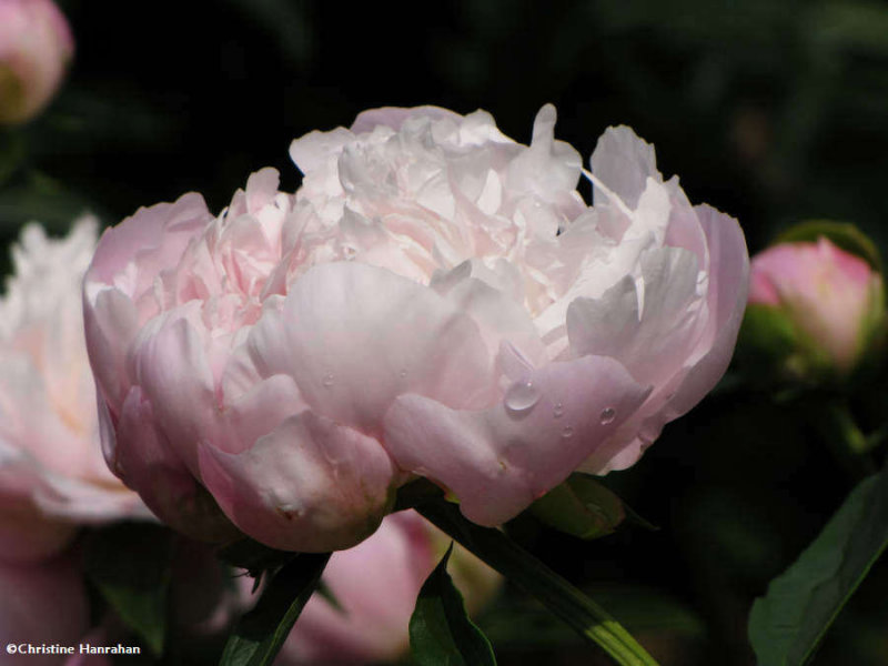 Peony in pink