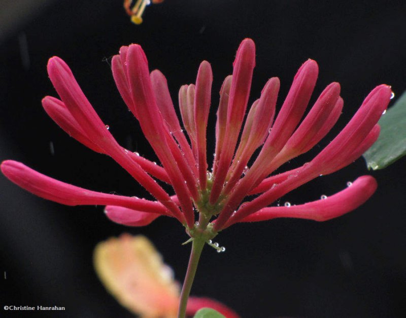 Goldflame honeysuckle (Lonicera)