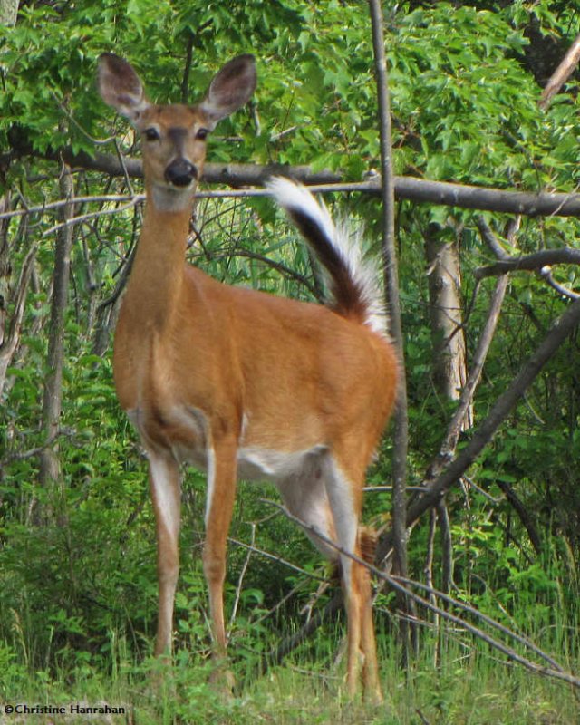 Curious deer