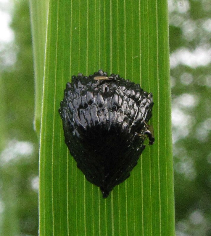 Egg mass of a Tabanid fly