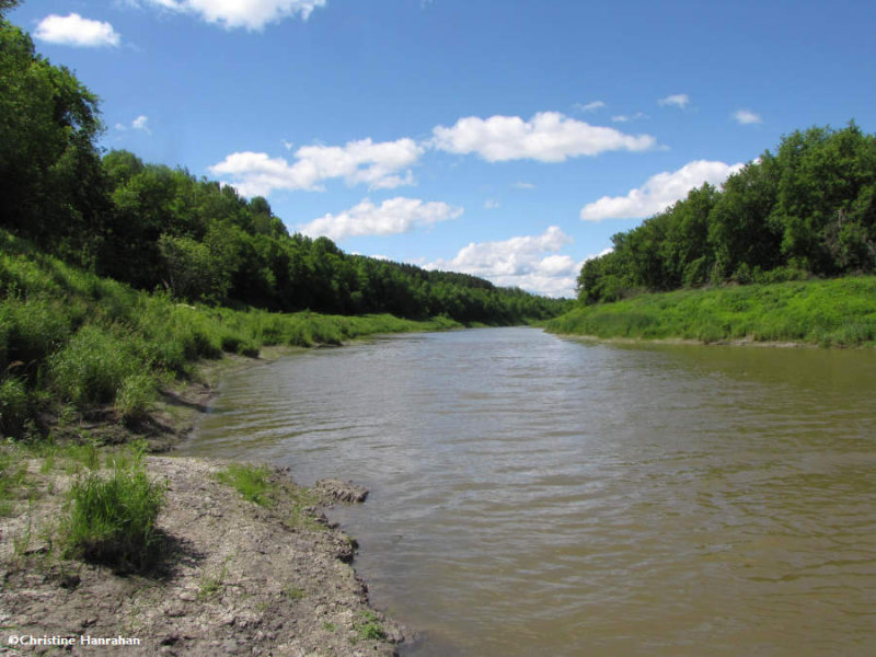 South Nation River flowing past Larose Forest