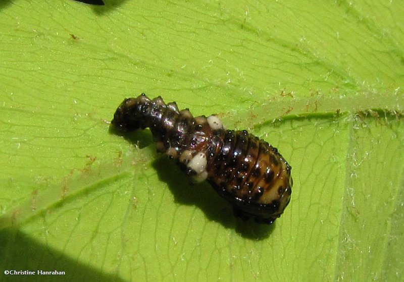 Pupal case of a Chrysomelid beetle, possibly Chrysomela scripta