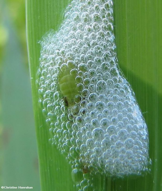 Spittle bug nymph in spittle