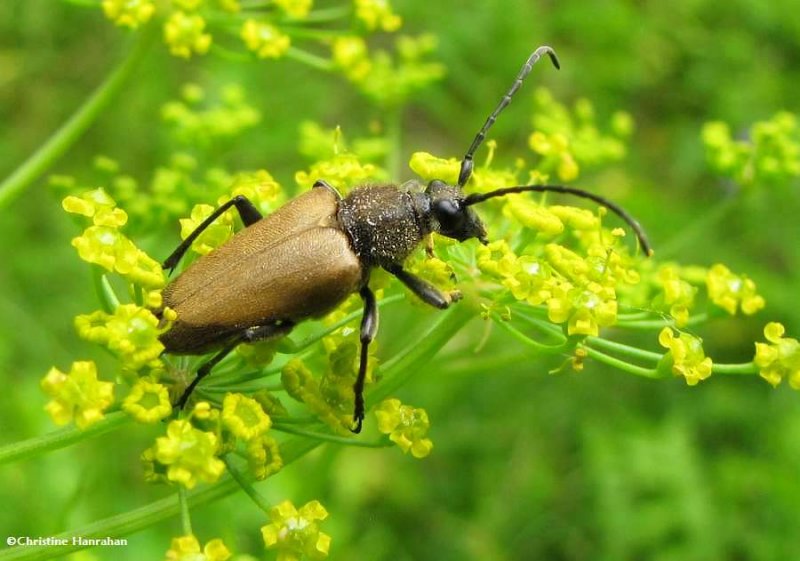 Flower Longhorn beetle  (Trigonarthris)