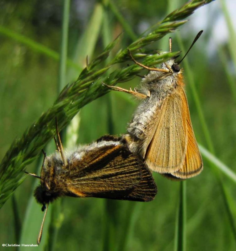 Mating European skippers (Thymelicus lineola)