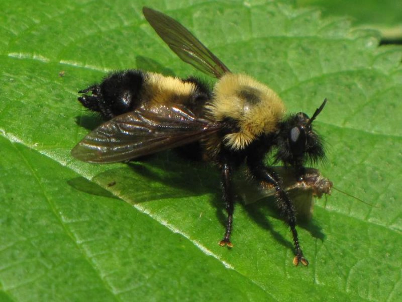 Side view of robber fly (Laphria) with prey, looking more bumblebee like!