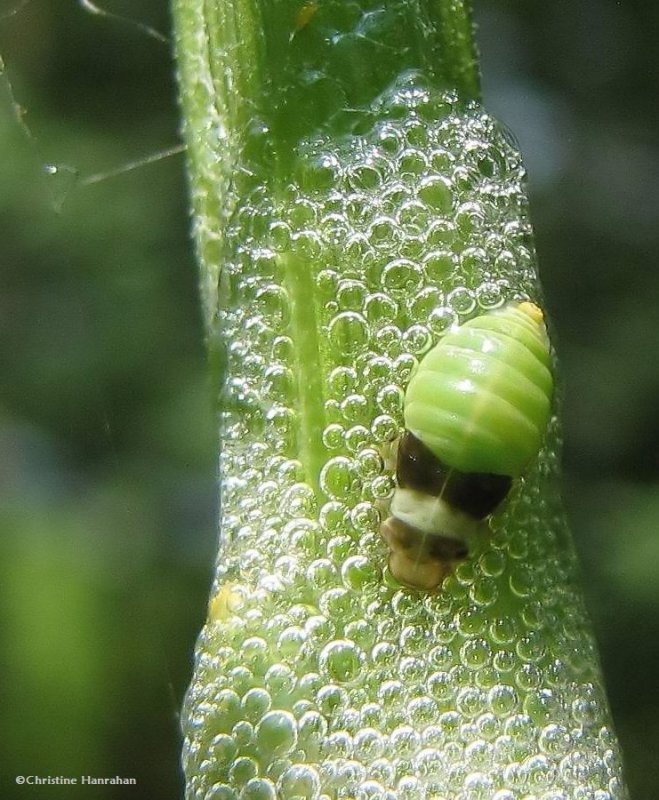 Diamond- backed spittlebug nymph (Lepyronia quadrangularis)