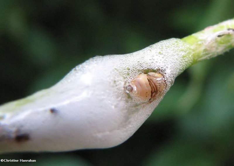 Dogwood spittlebug nymph (Clastoptera proteus)