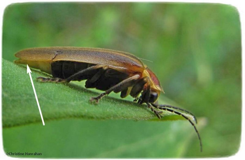 Firefly (Photuris sp.) showing light producing tip of abdomen