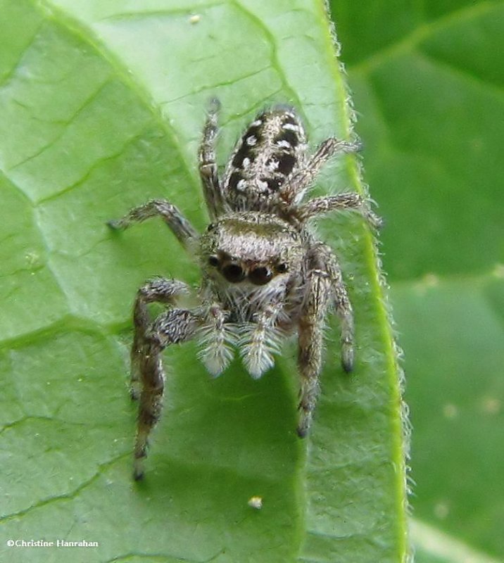 Jumping spider, possibly Eris militaris,  female