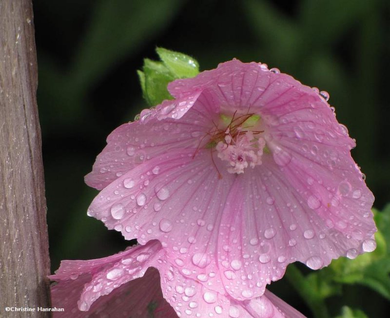 Mallow (Malva moschata)