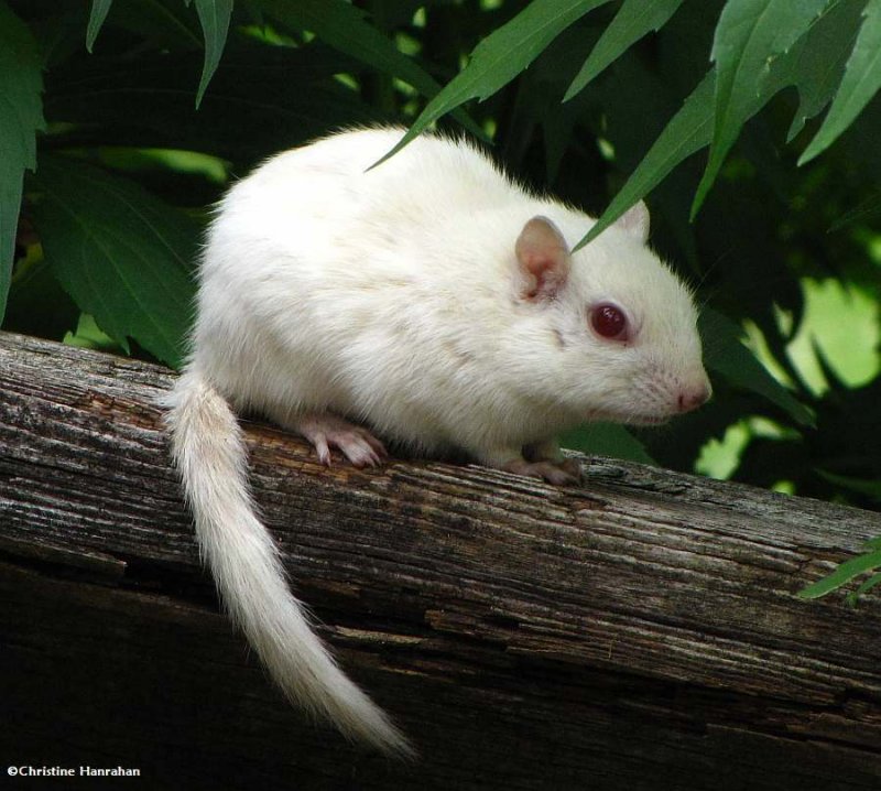 Albino chipmunk
