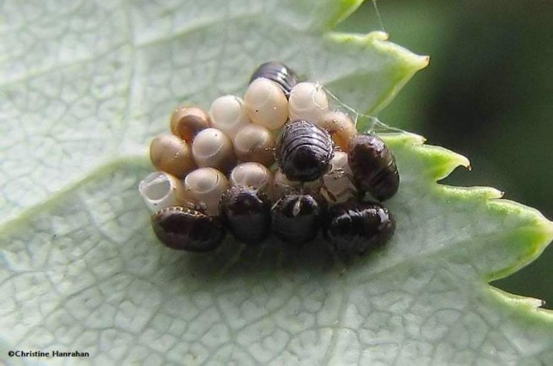 Stinkbug eggs and nymphs (Pentatomidae)