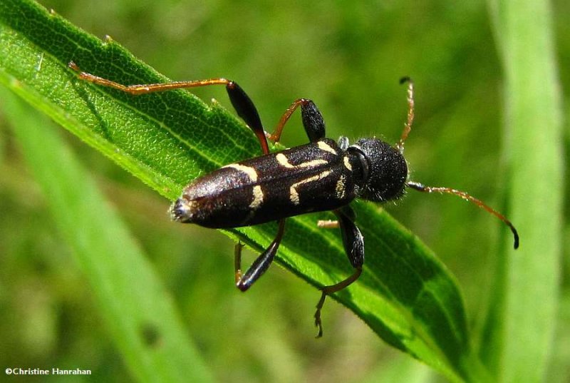 Flower longhorn beetle (<em>Clytus ruricola</em>)