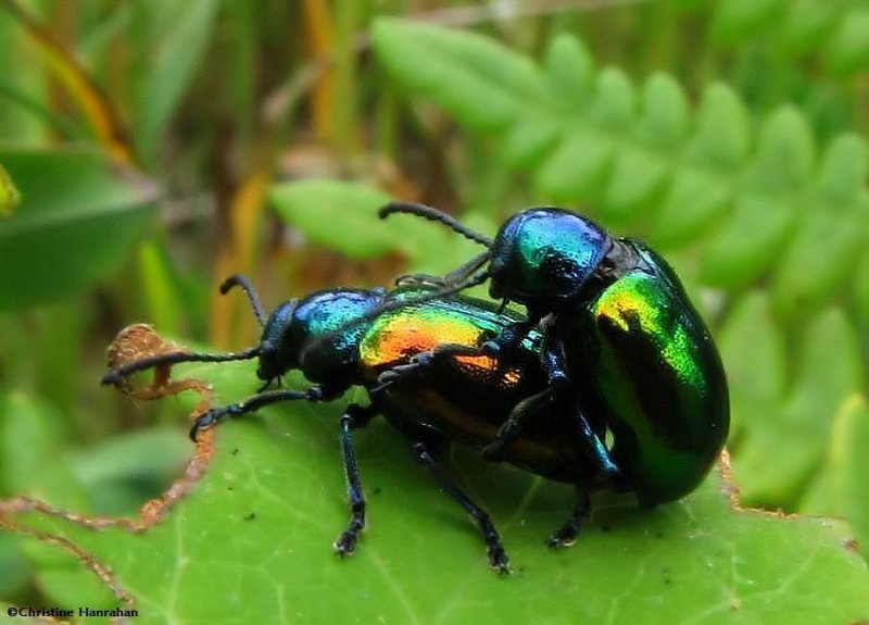 Dogbane Beetles (Chrysochus auratus)