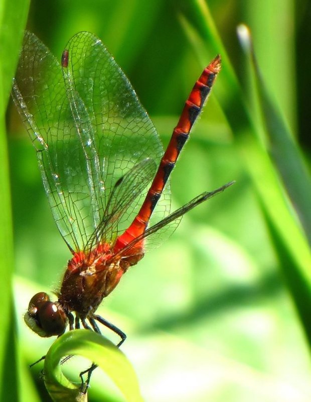 White-faced meadowhawk (Sympetrum obtrusum), male