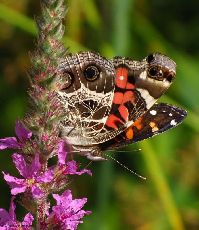 American lady (Vanessa virginiensis) on purple loosetrife