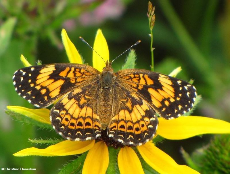 Gorgone checkerspot (Chlosyne gorgone)