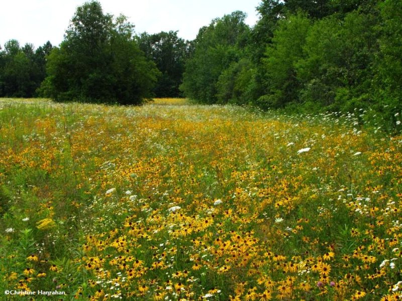 Gorgone Checkerspot field