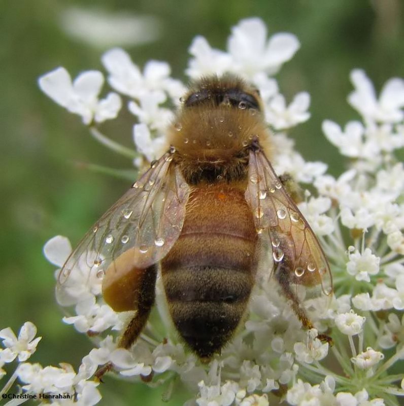 A Taste of Honey, Honey bee (Apis mellifera)