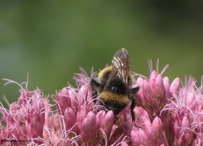 Bumble bee on joe-pye-weed