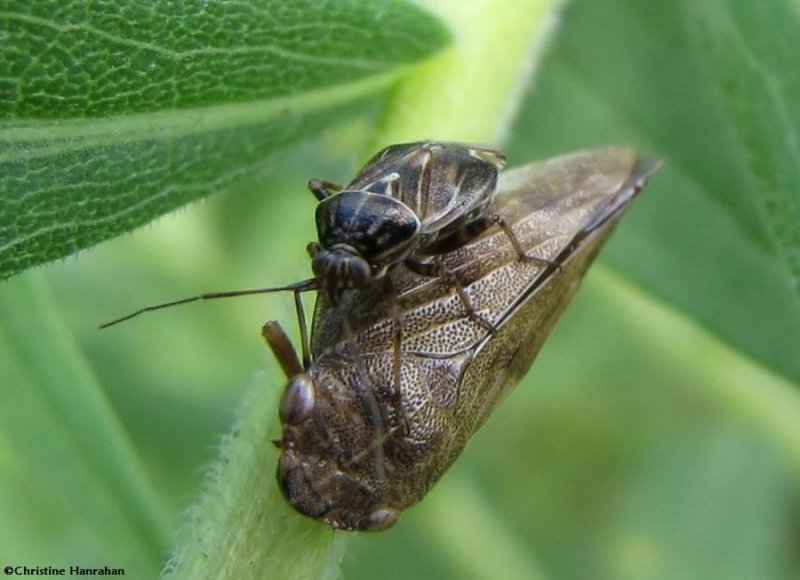 Spittlebug and plant bug