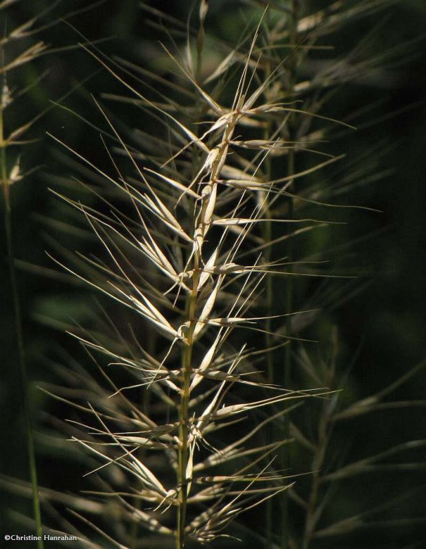 Bottlebrush grass (Elymus hystrix)