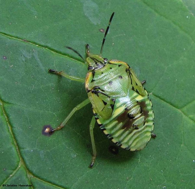 Large green stinkbug nymph (Chinavia hilaris)