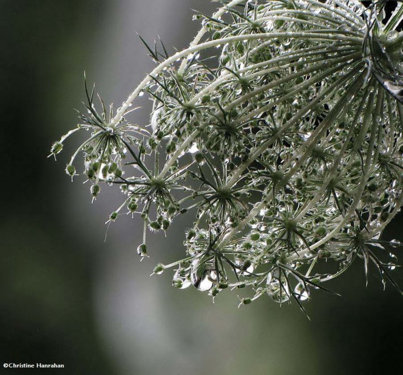 Queen Anne's Lace in the rain