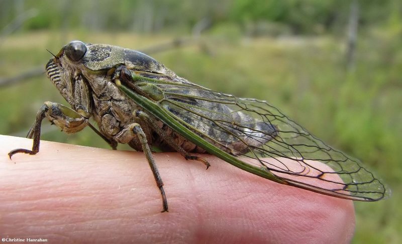 Dog-day cicada (Neotibicen canicularis)