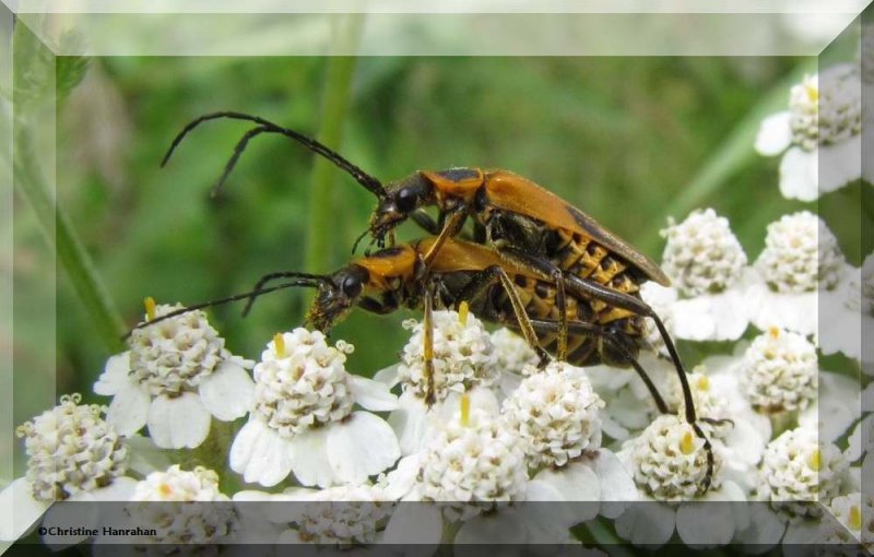 Pensylvania leatherwings (Chauliognathus pensylvanicus)