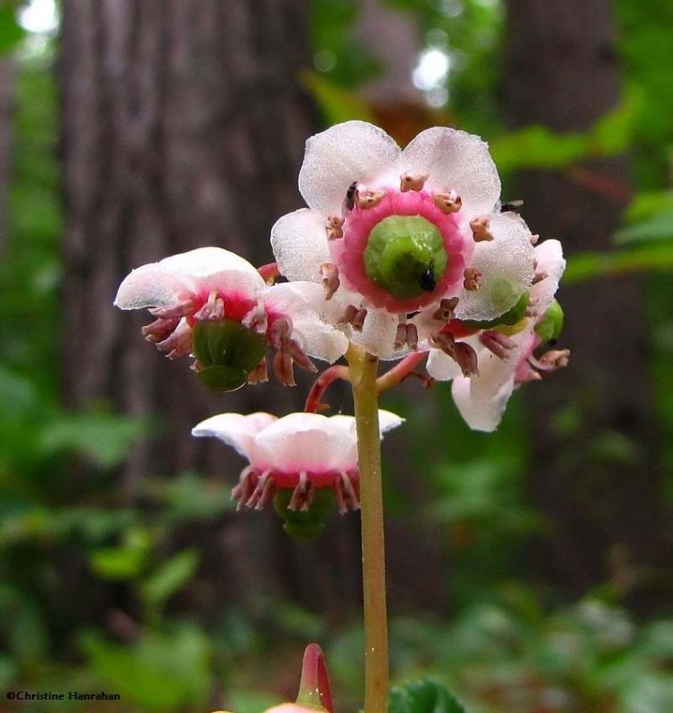 Pipsissewa  (Chimaphila umbellata)