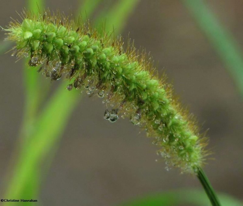 Green foxtail in the rain