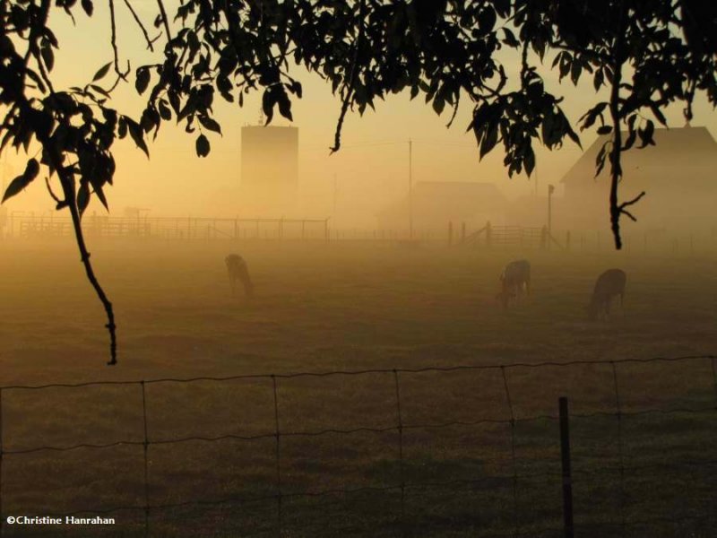 Dairy cows in the morning mist