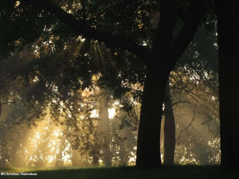 Sunlight through trees