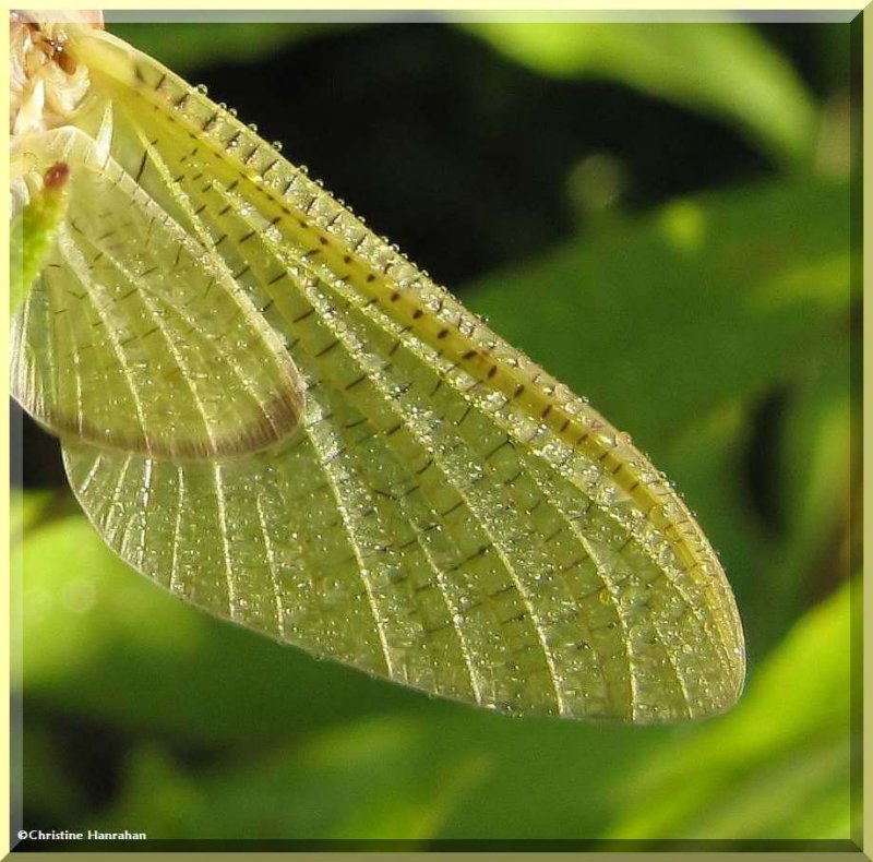 Dew-covered wing of an Ephemeroptera