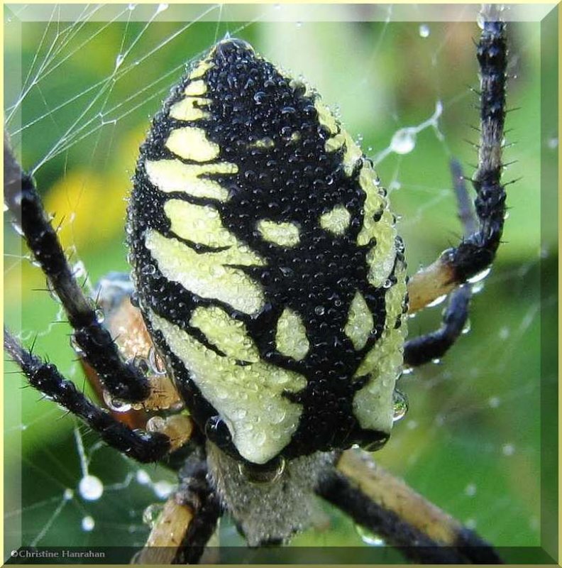 Orb Weaver spiders (Araneidae)