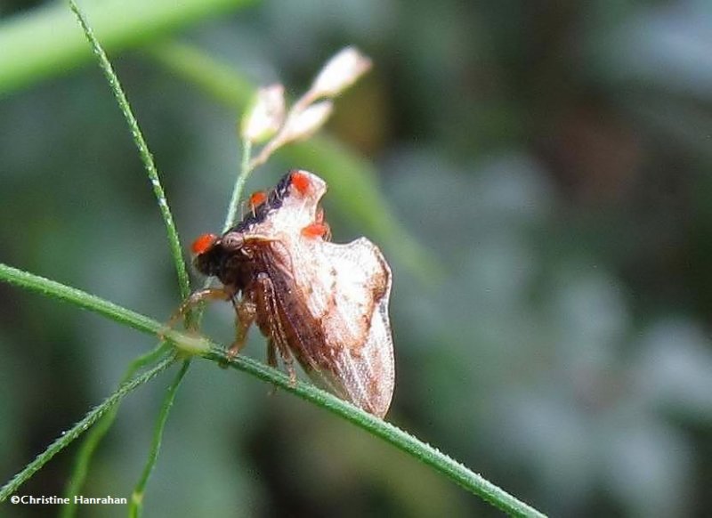 Treehopper (Entylia carinota)