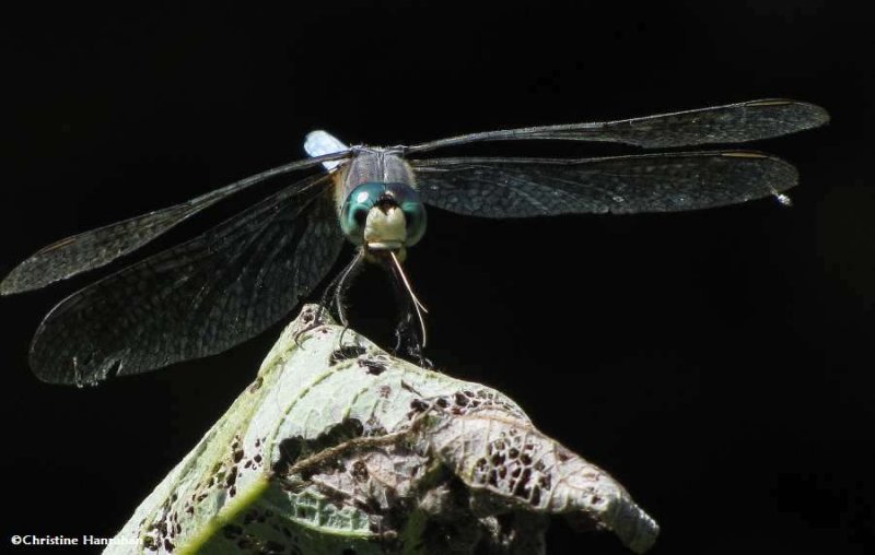 Blue dasher  (Pachydiplax longipennis), male