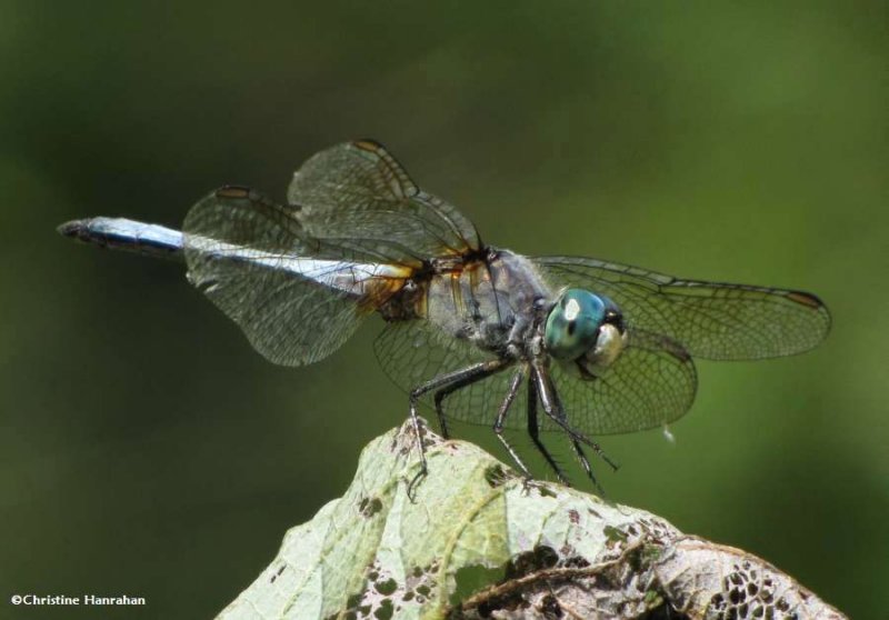 Blue dasher  (Pachydiplax longipennis), male