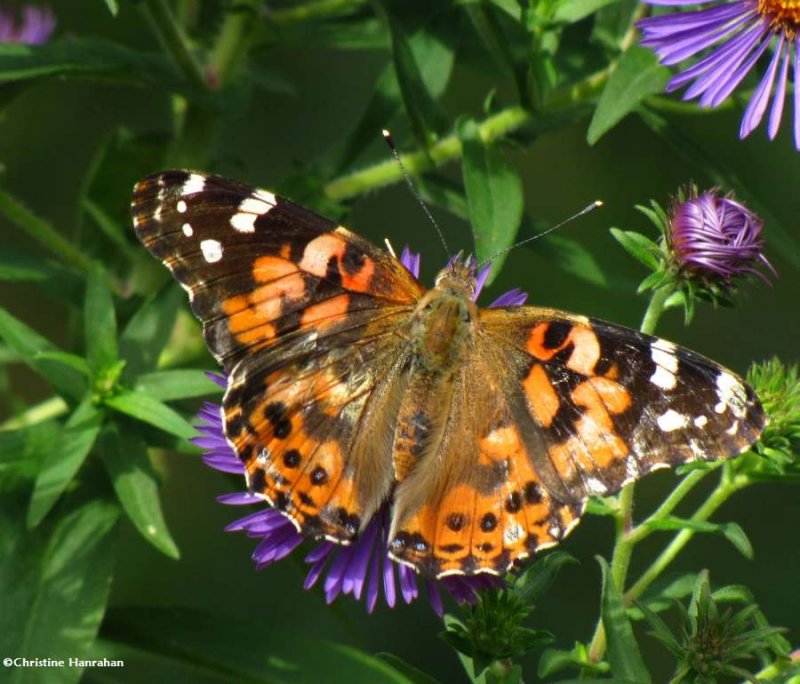 Painted lady (Vanessa cardui) on New England Aster