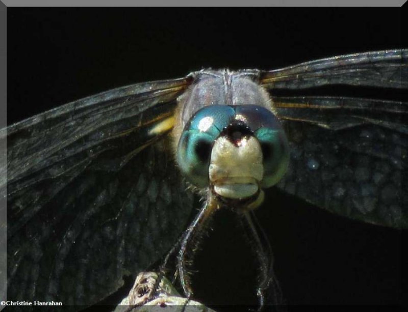 Blue dasher  (Pachydiplax longipennis), male