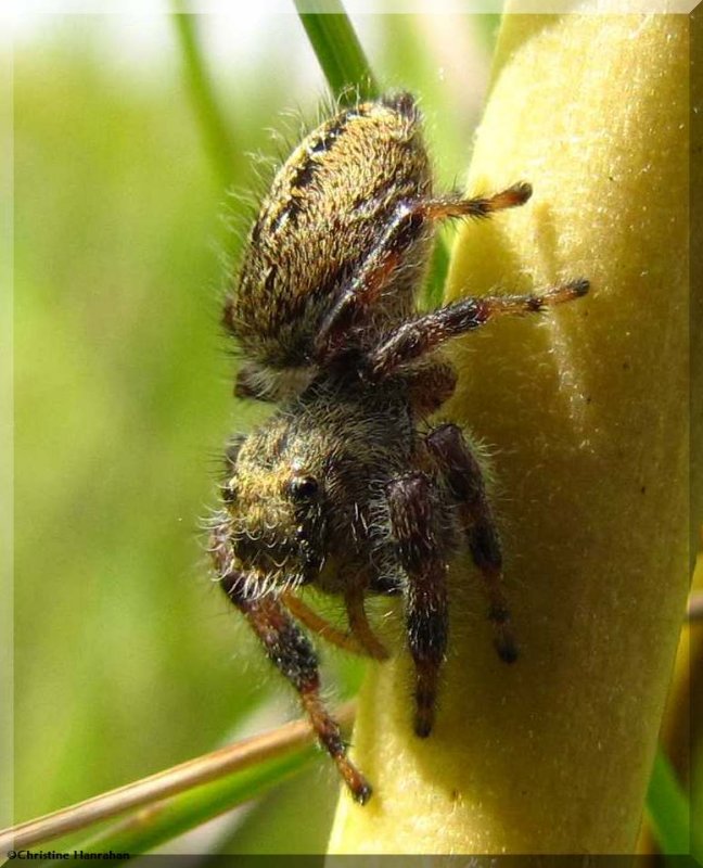 Jumping spider (Phidippus clarus), female