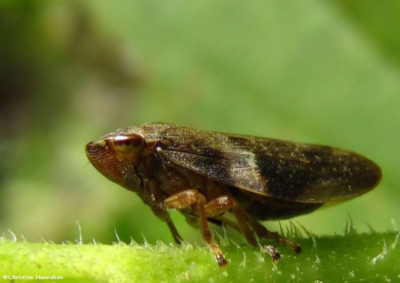 Spittlebug