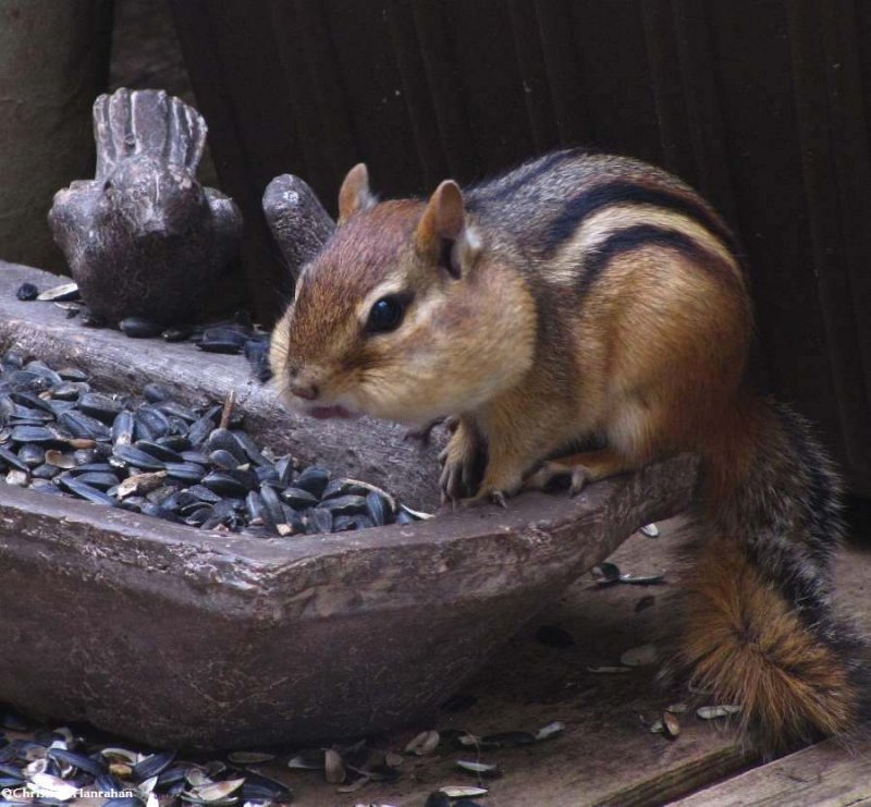Feeding time