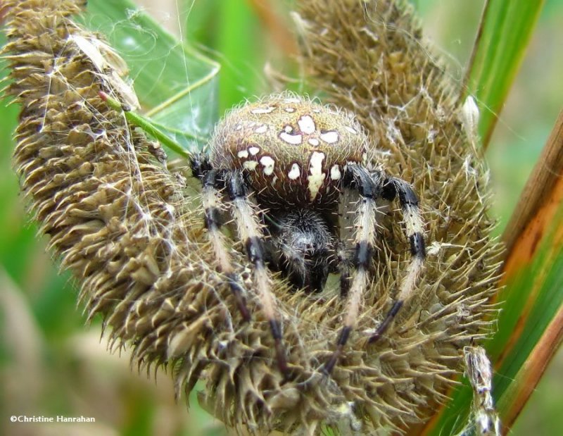 Shamrock orb weaver (Araneus trifolium)