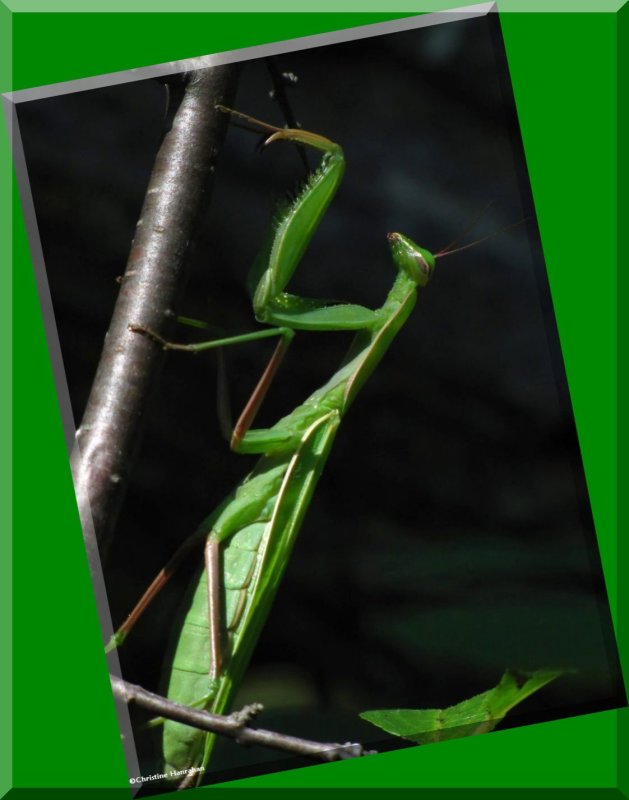 Praying Mantis (Mantis religiosa)