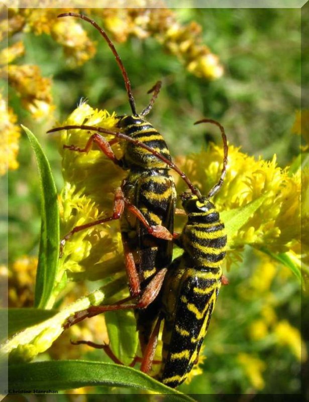 Locust borer (Megacyllene robinia), mating pair