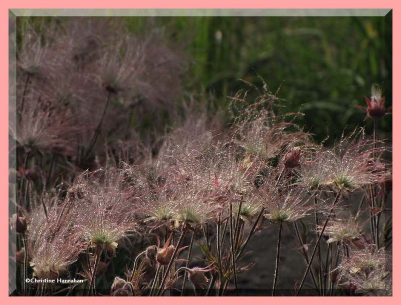 Prairie Smoke  (Geum triflorum)