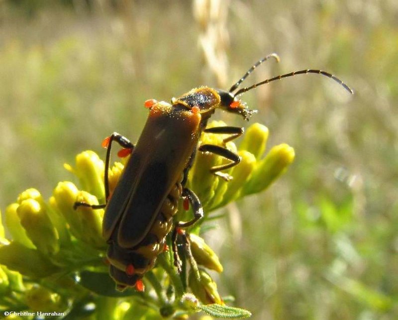 Pennsylvania leatherwing with mites